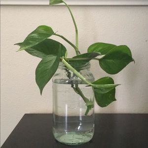 Meet your Posher, Gina